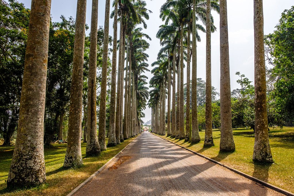 Palm-Lined Avenue