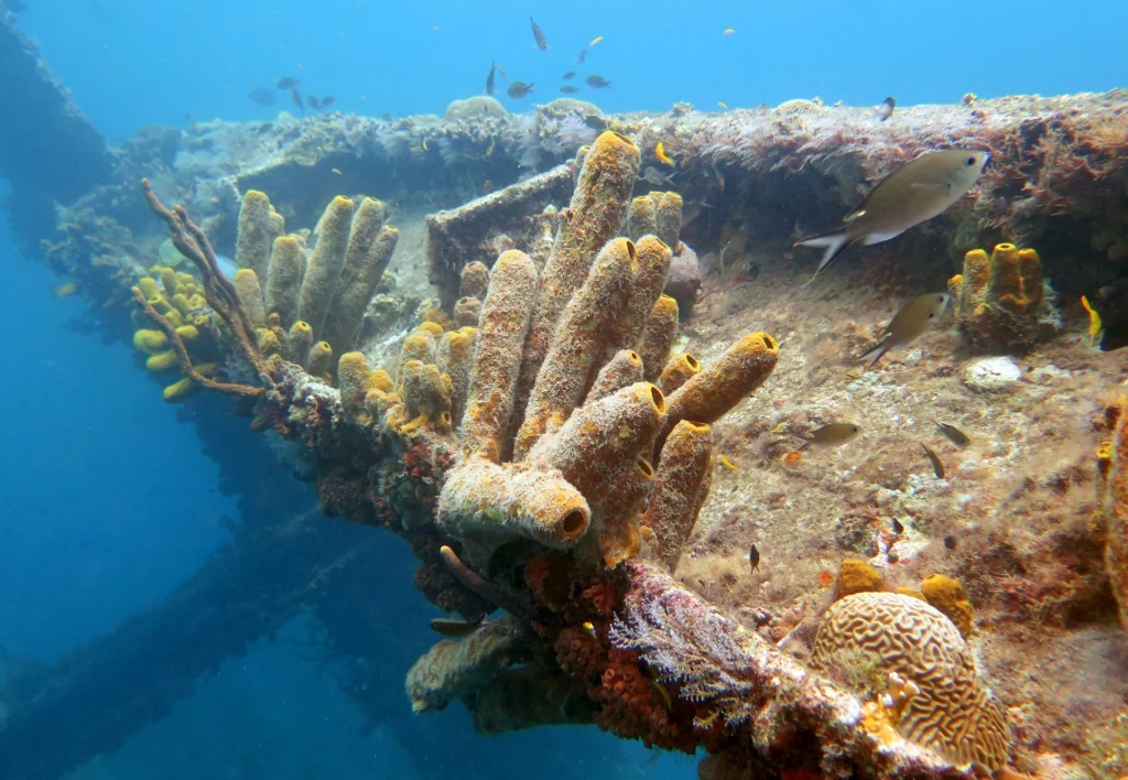 Coral Encrusted Hull