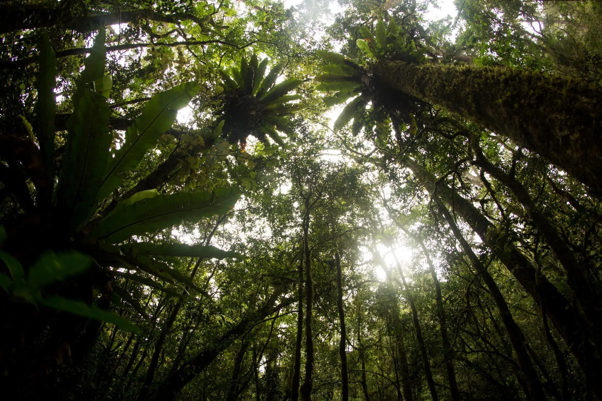 The Jungle Canopy