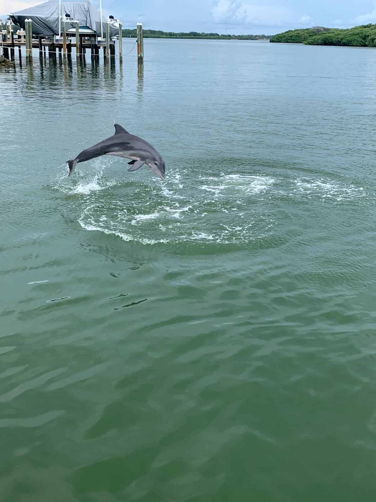 Madeira Beach Dolphin Cruise