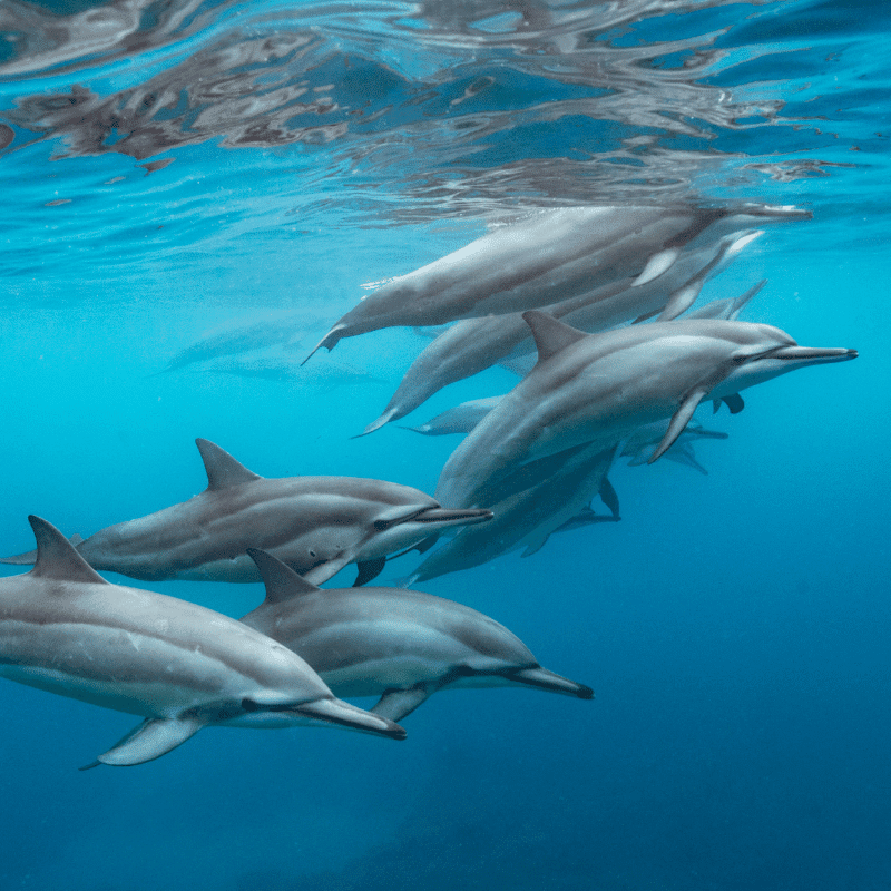 Marine Wildlife Zone