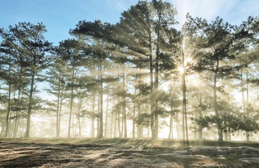 Dalat Pine Forests