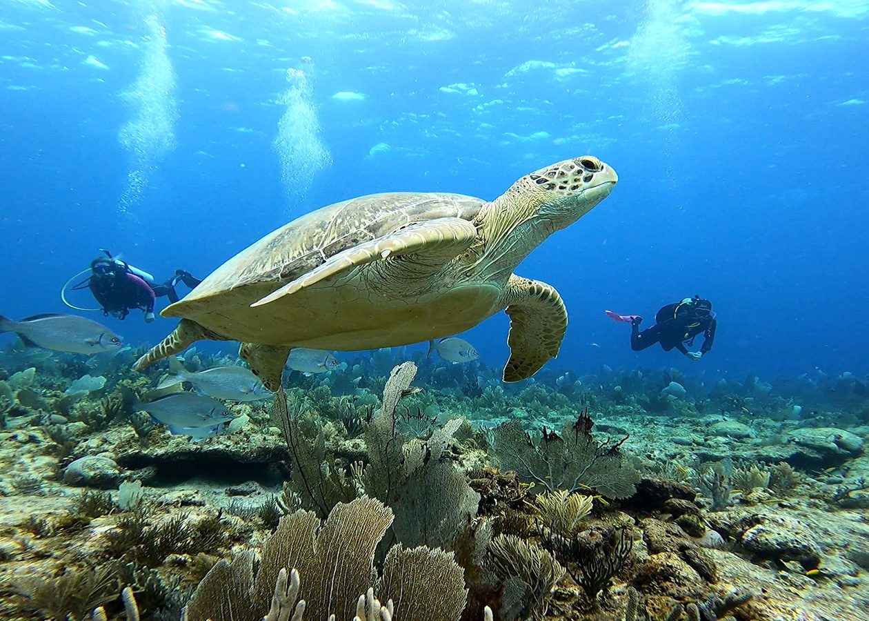 Bonaire Drift Snorkel