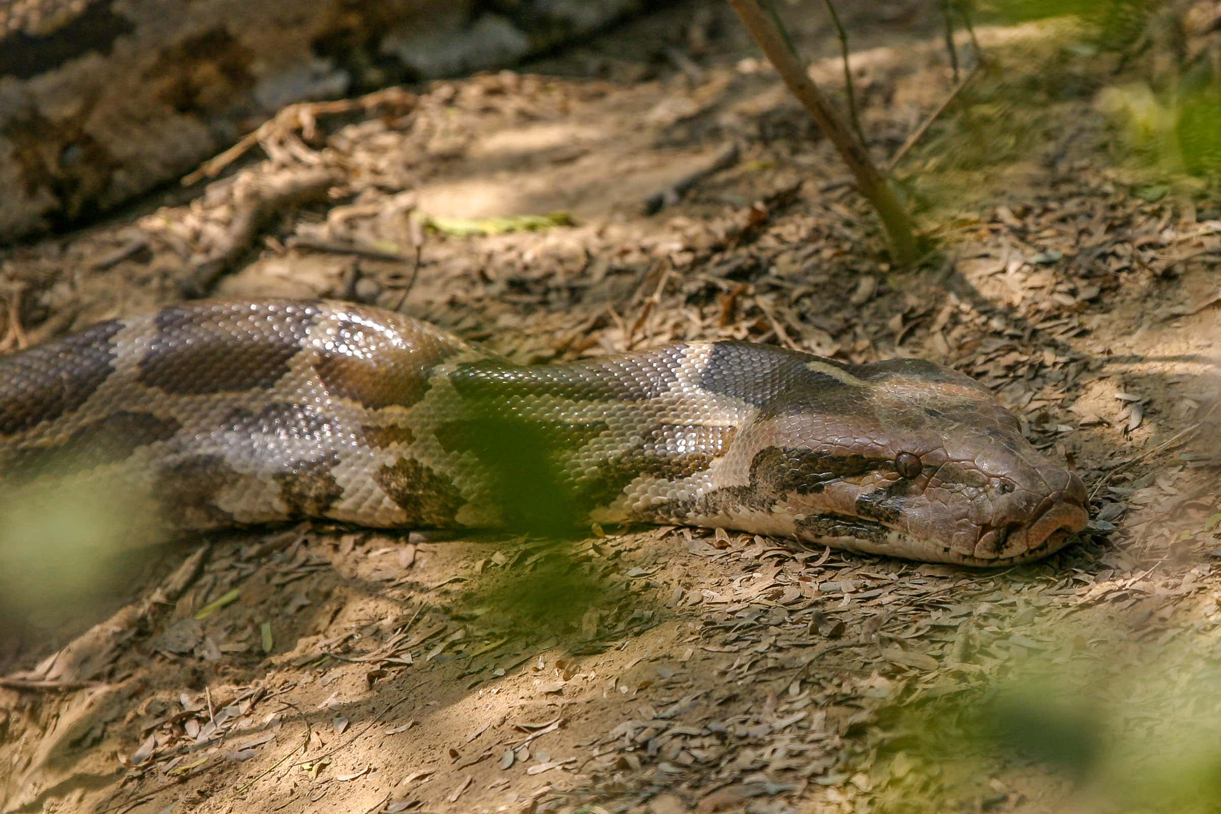 Python Point