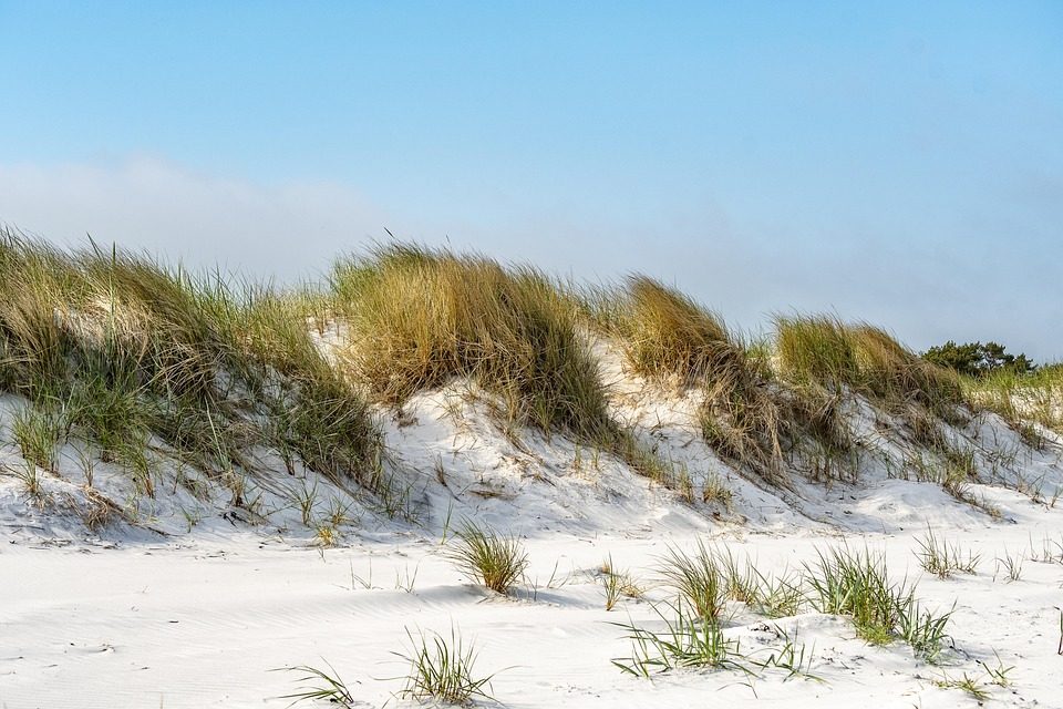 Dune Horizon