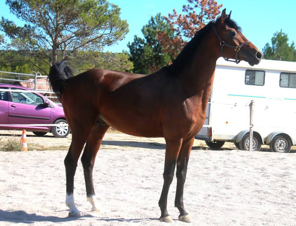 Sahara-Arabian Horses