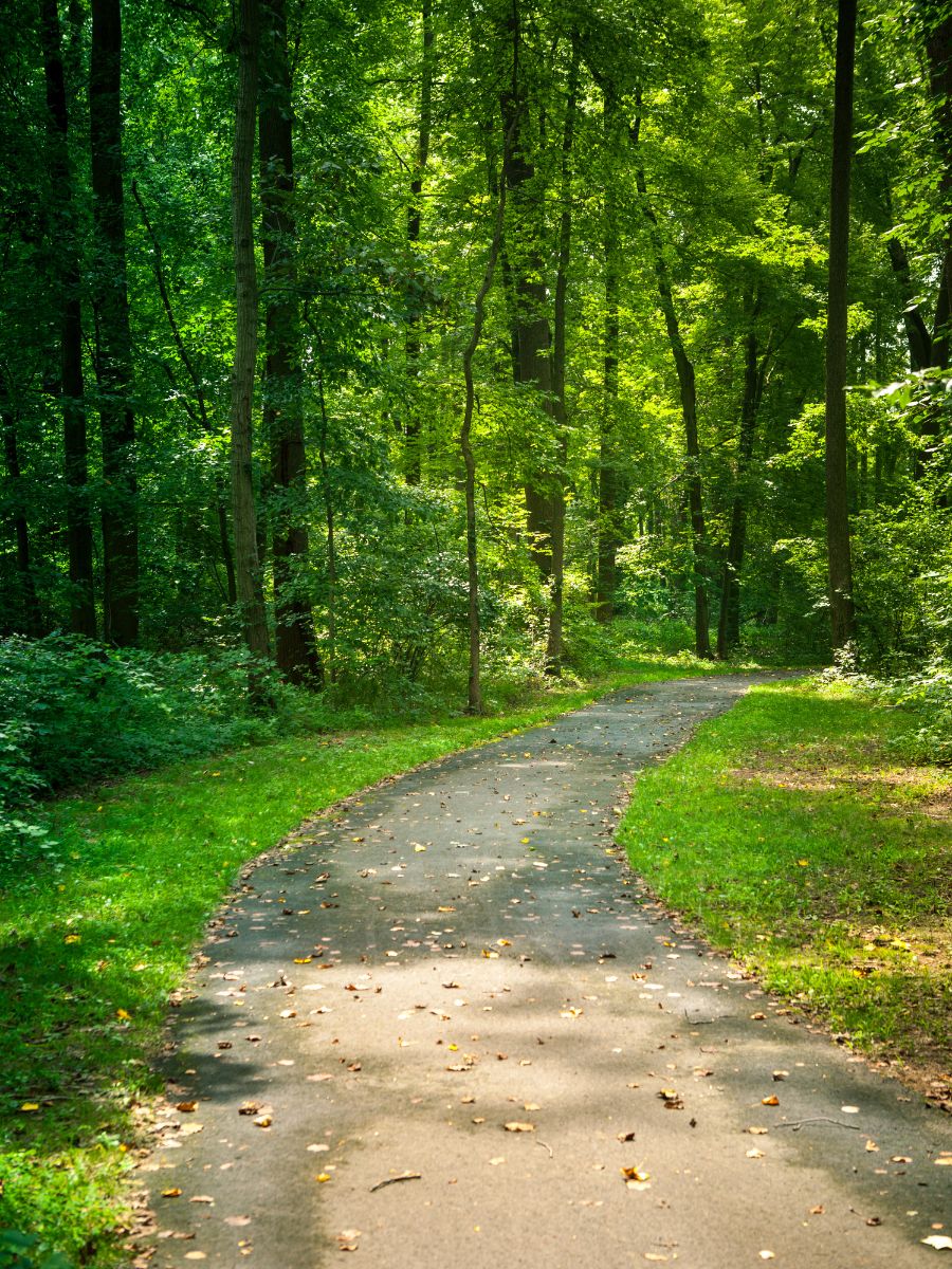 Coastal Forest Paths
