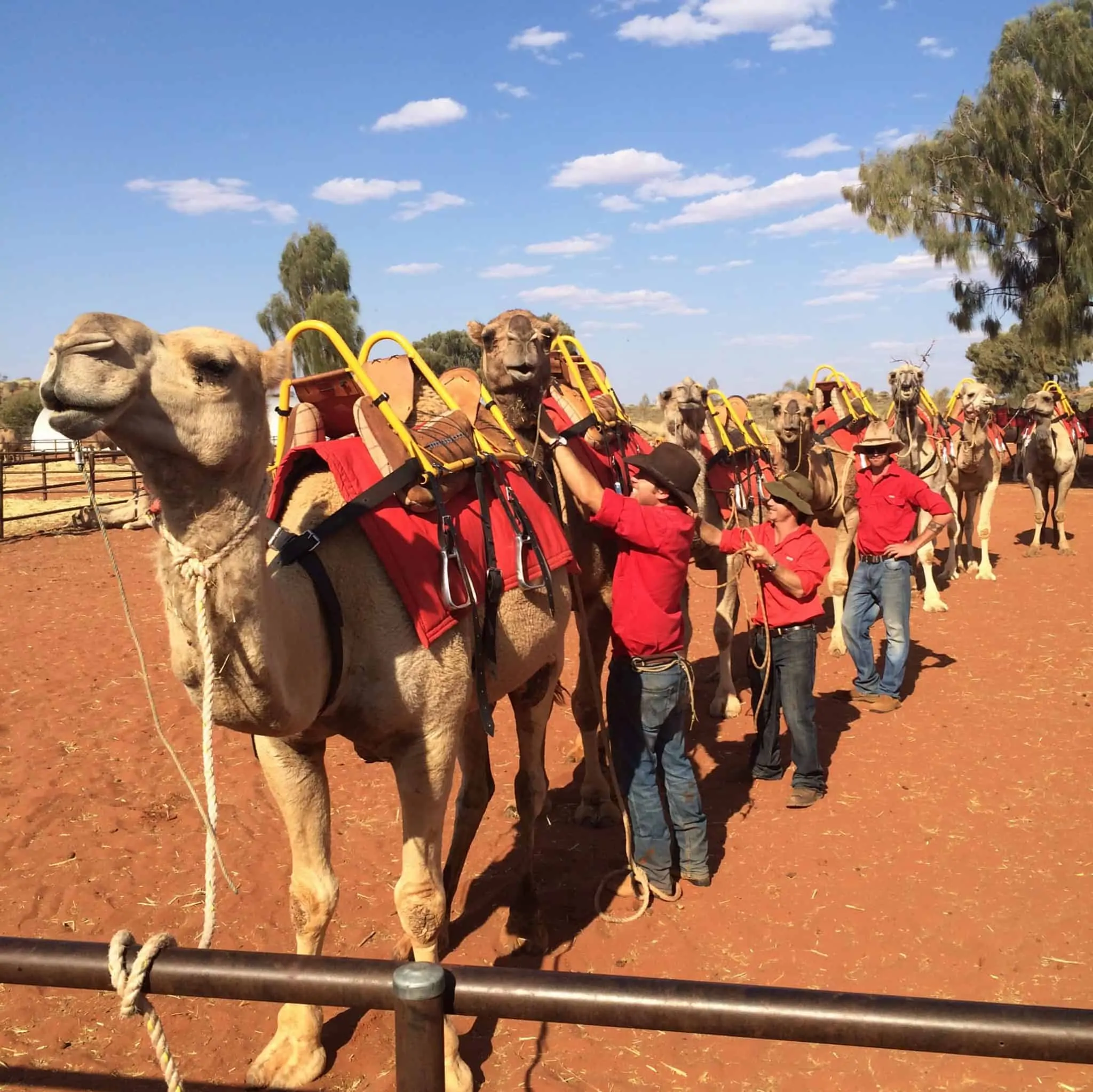 Cameleer Educational Stop
