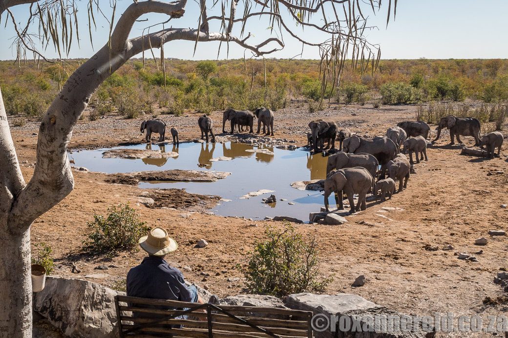 Halali Moringa Waterhole