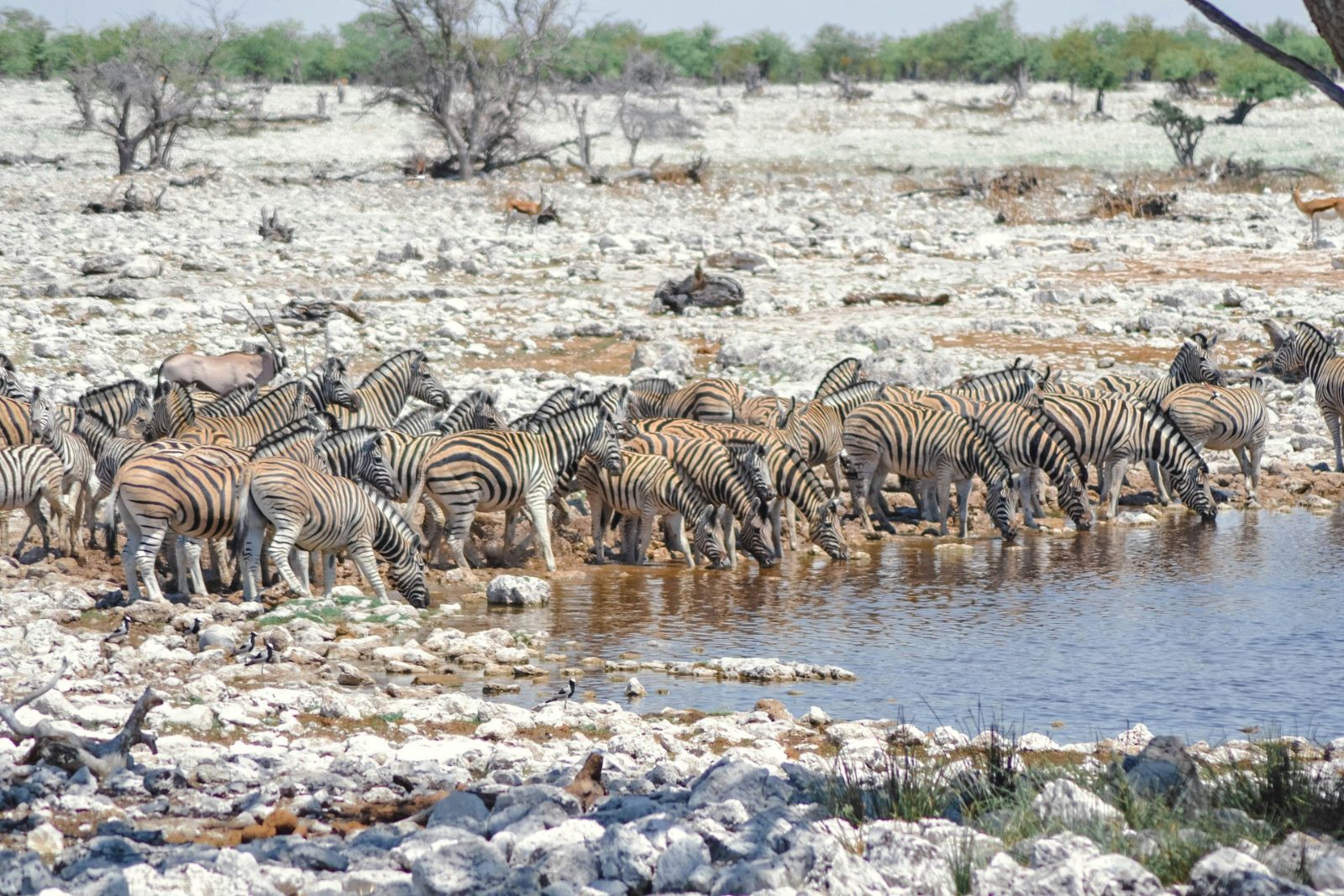 Okaukuejo Waterhole