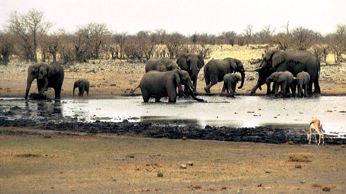 Etosha Game Drive