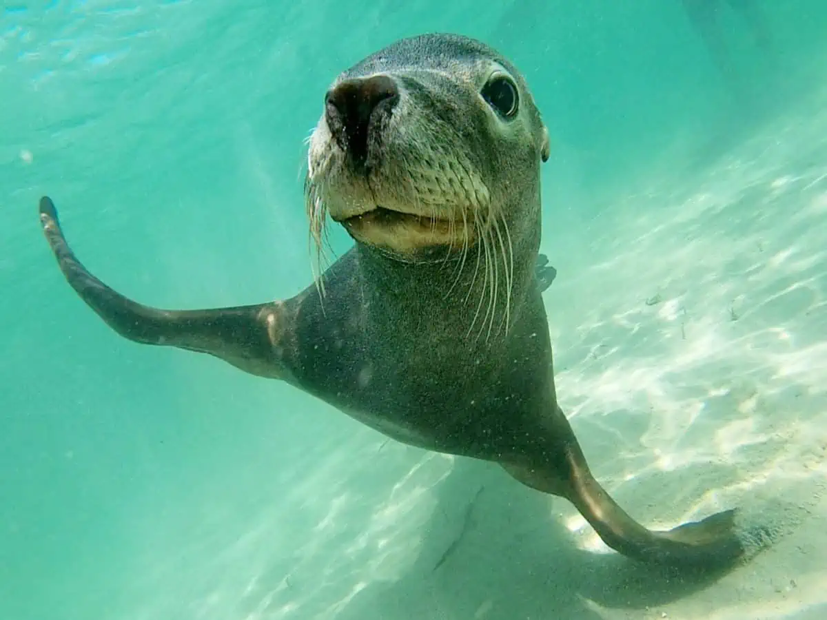 Seal Island Sanctuary