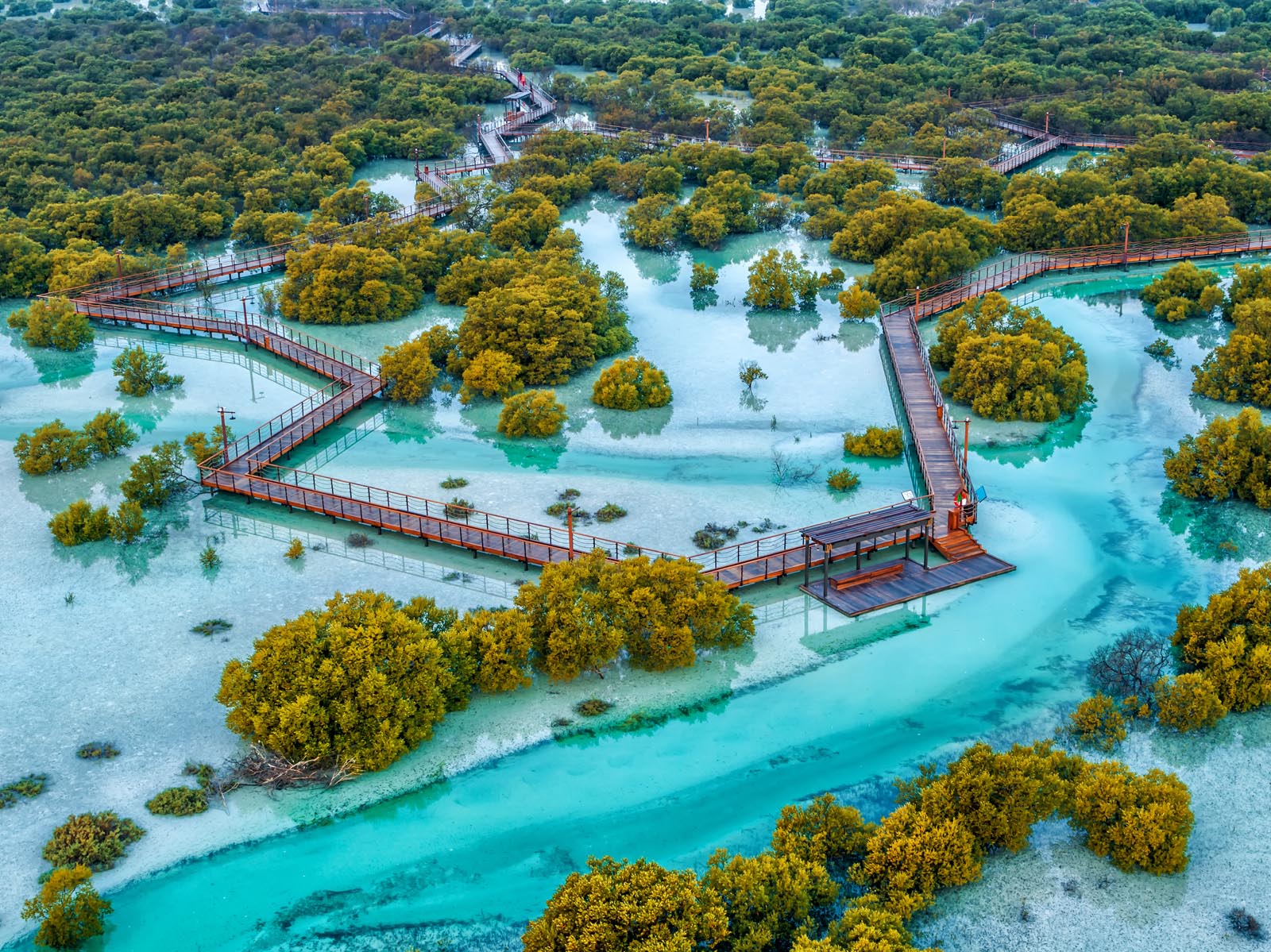 Mangrove Waterways
