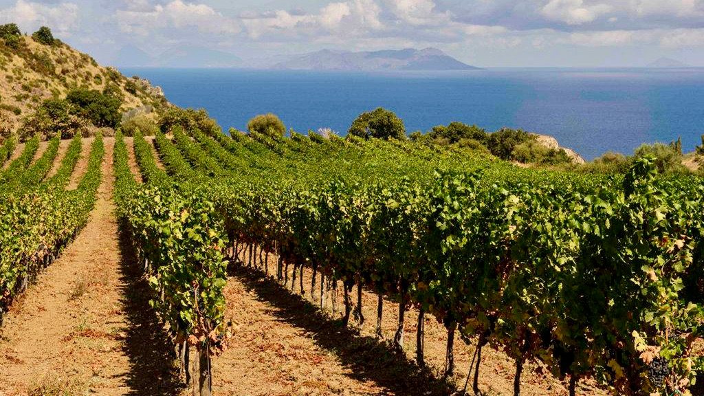 Vineyard slopes near Cefalu