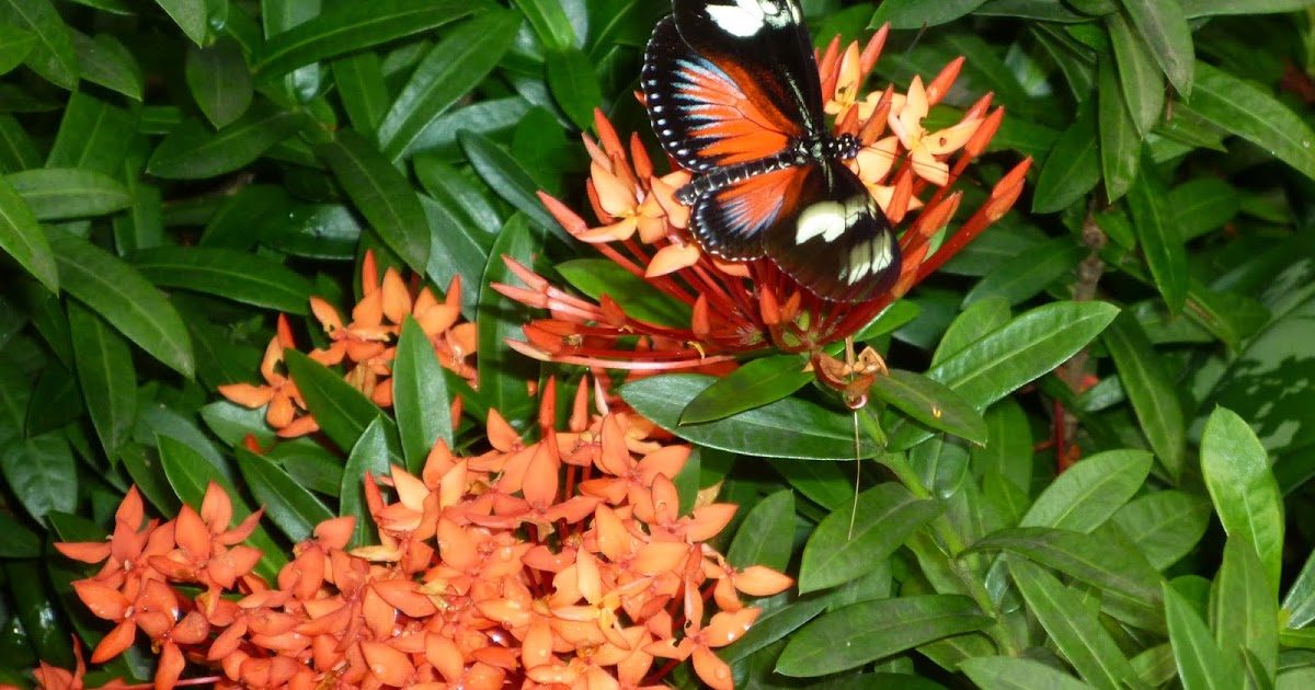 Butterfly Garden