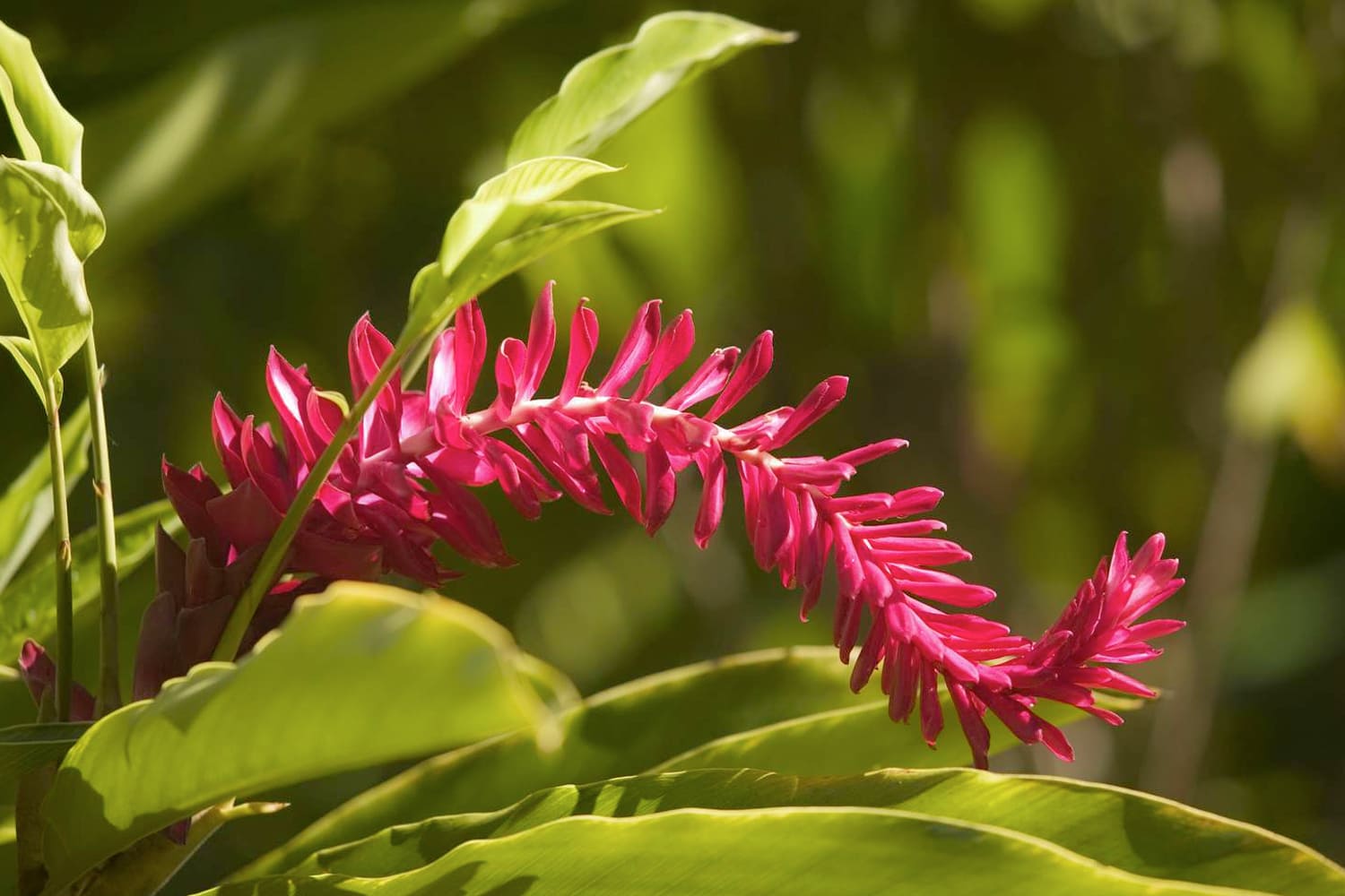 Medicinal Plant Garden