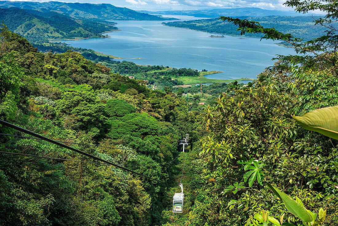 Primary Rainforest Canopy