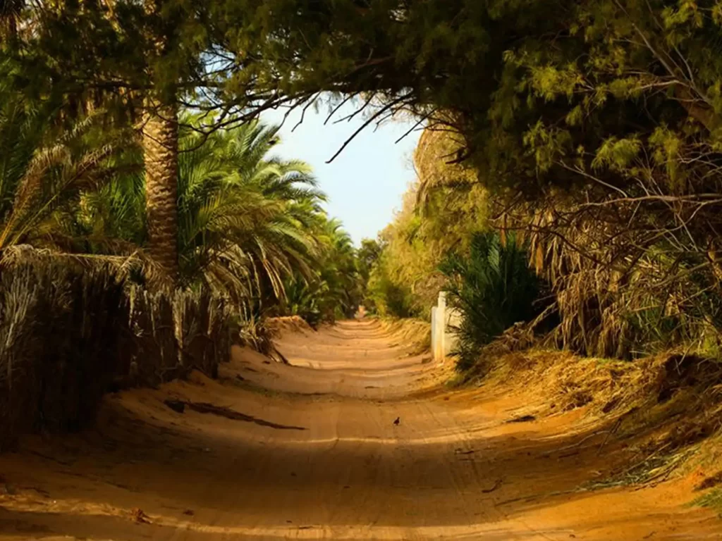 Palm Grove Pathway