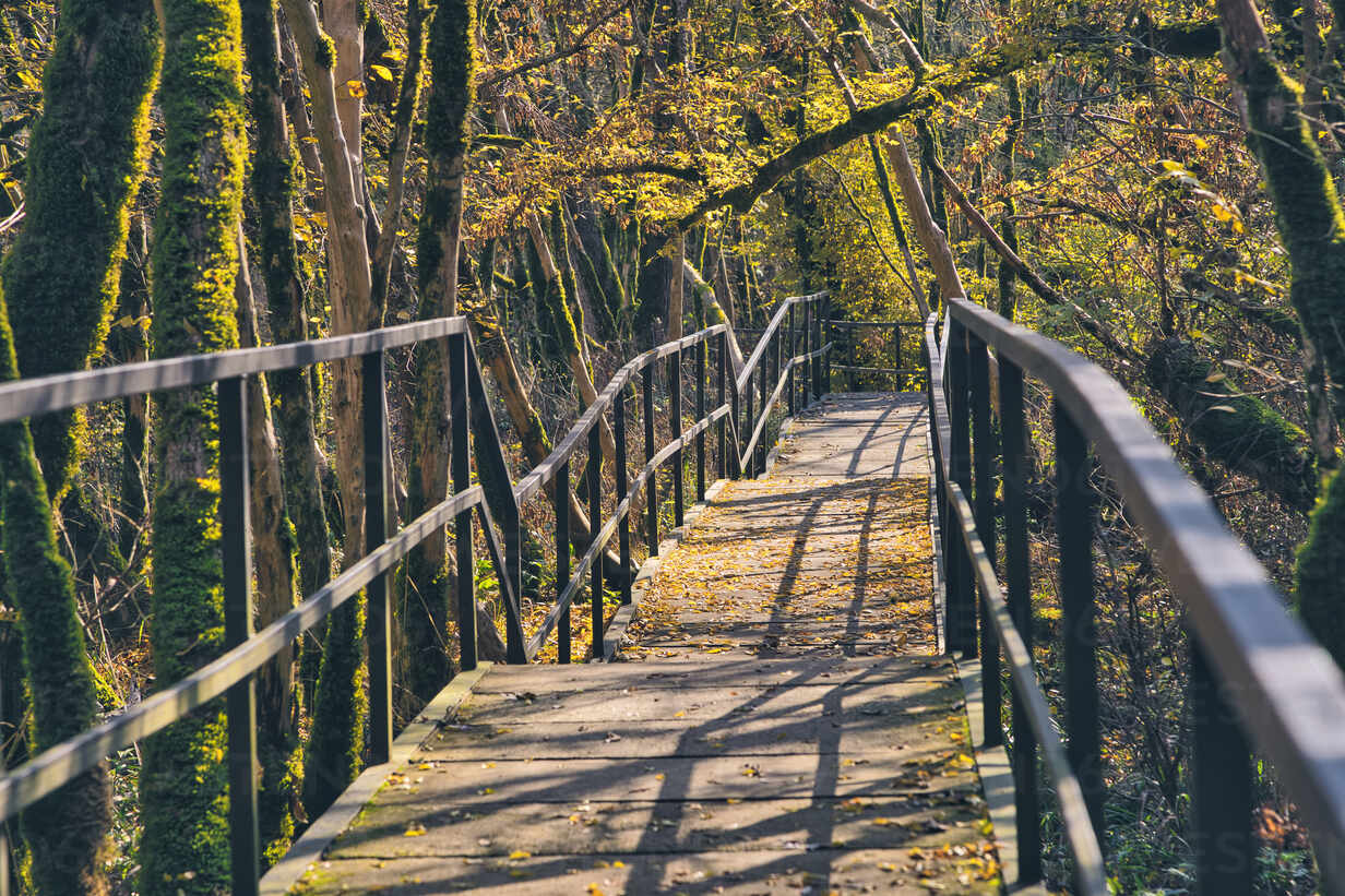 Mossy Forest Elevated Walkways