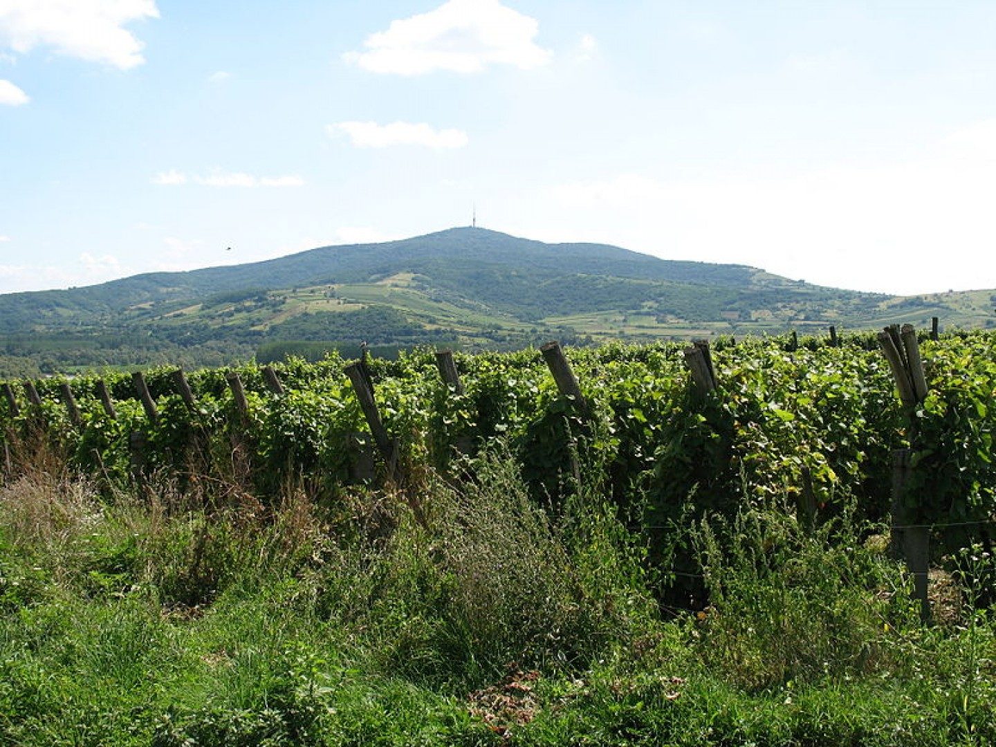 Kopasz-hegy Lookout