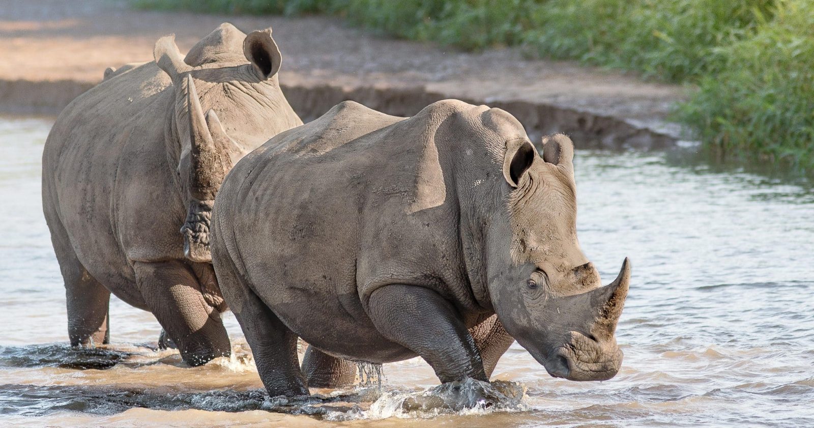 iMfolozi Riverbed Crossing