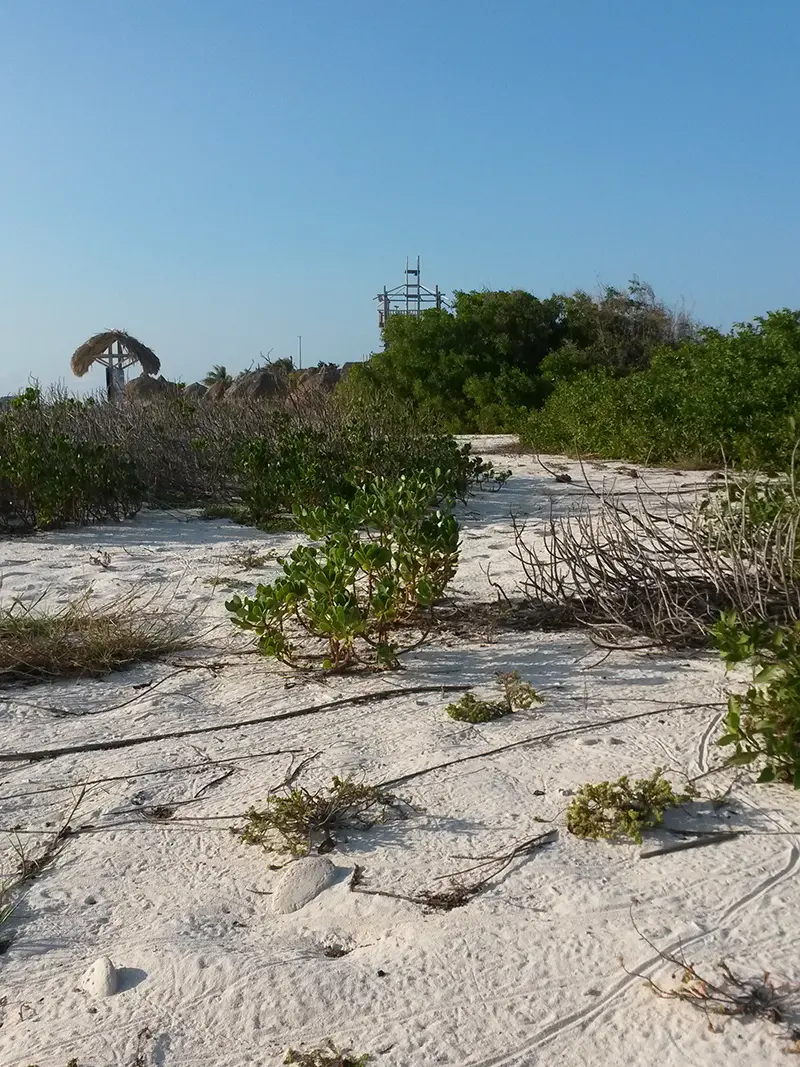 Coastal Vegetation Path