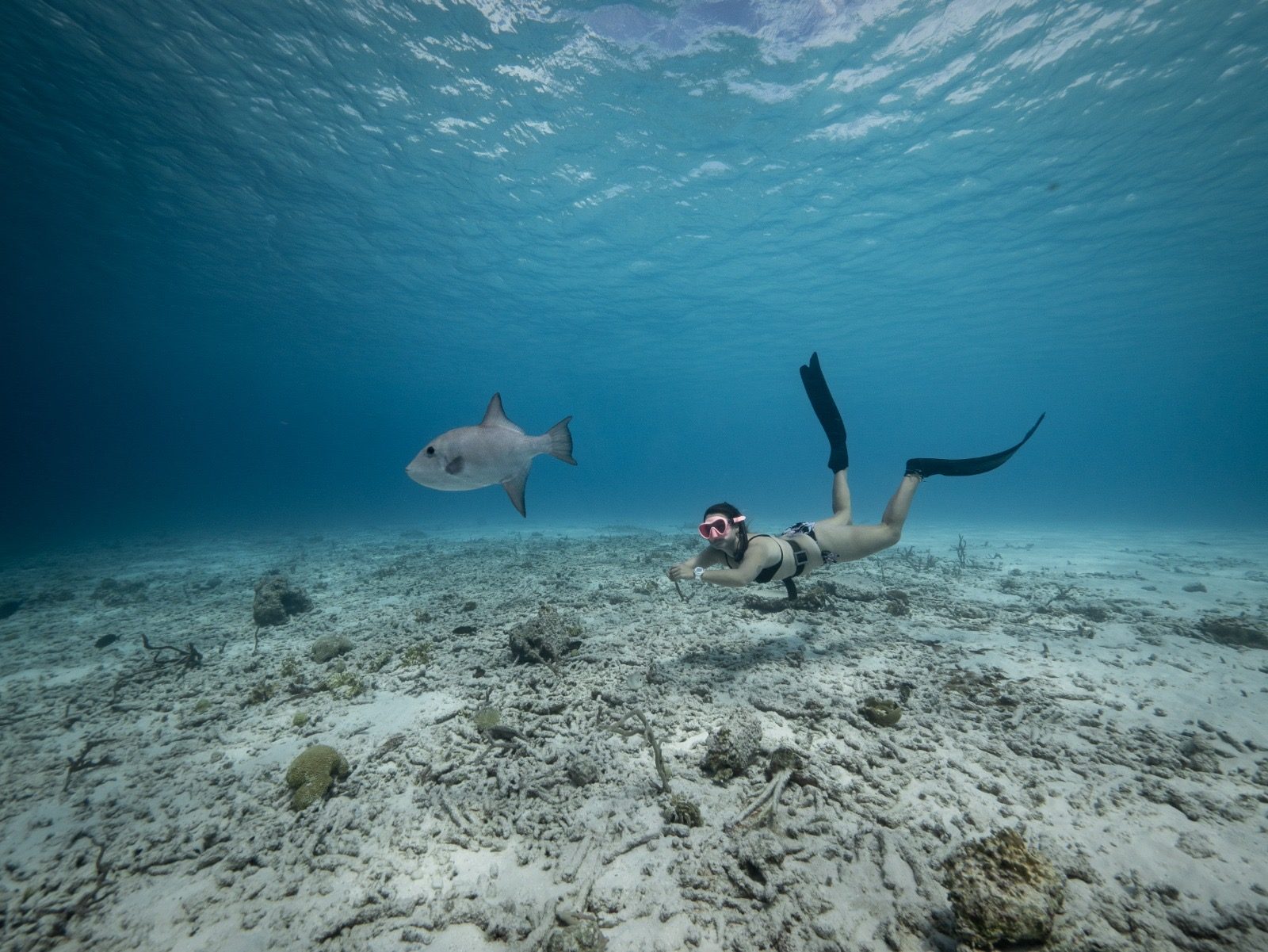 Turtle Reef