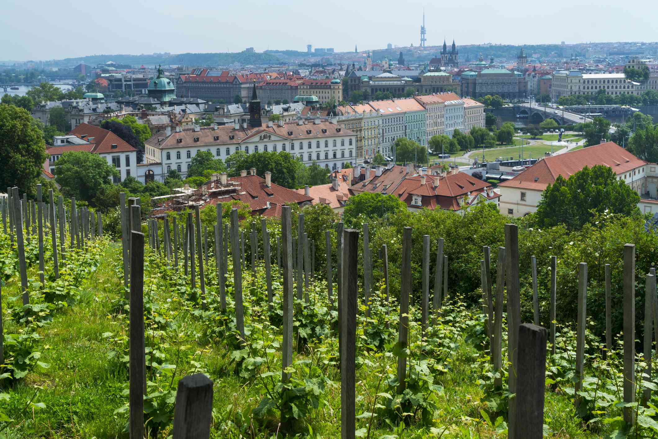 Sklenářka Vineyard Lookout