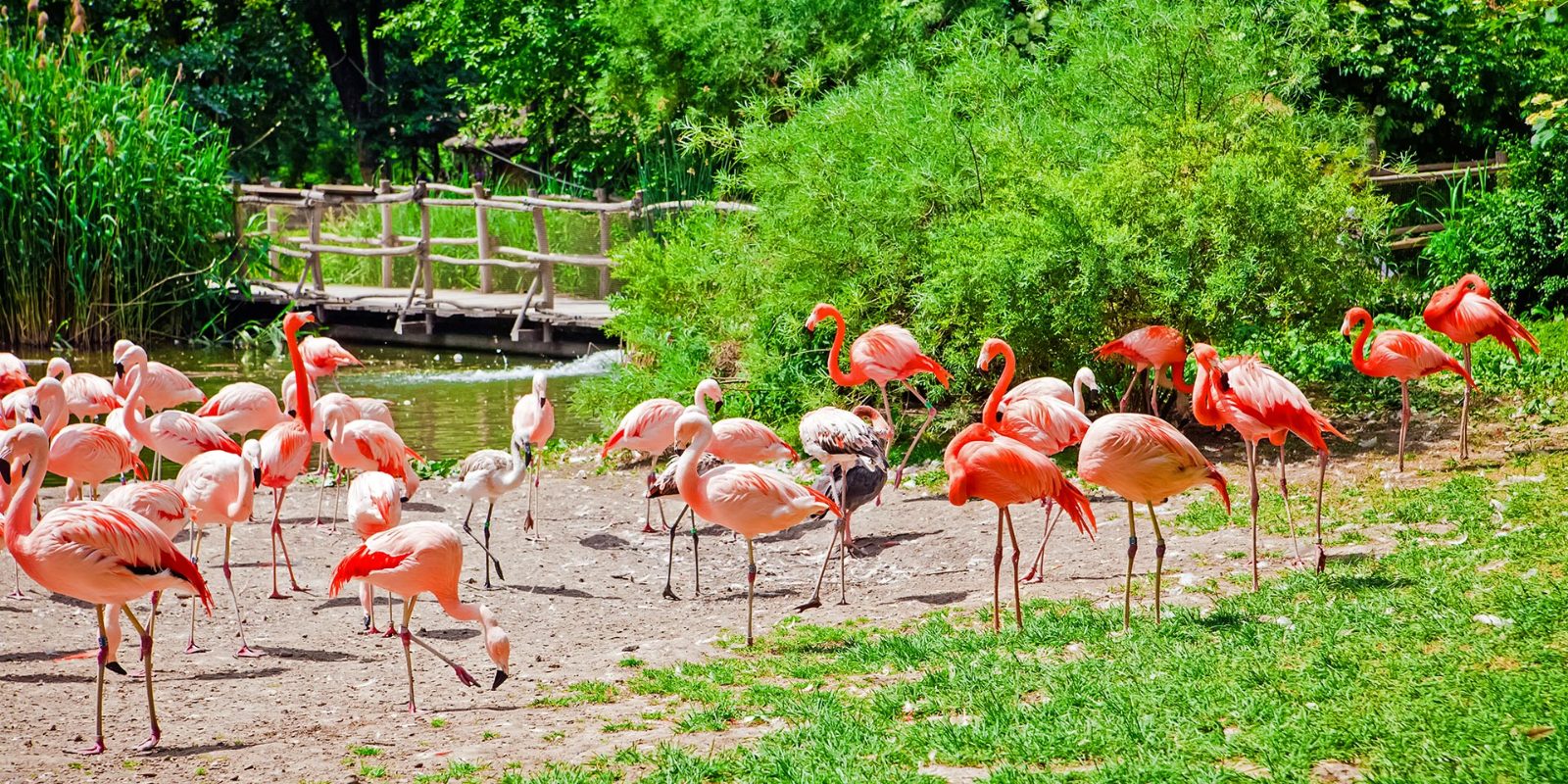 Flamingo Pavilion Bridge