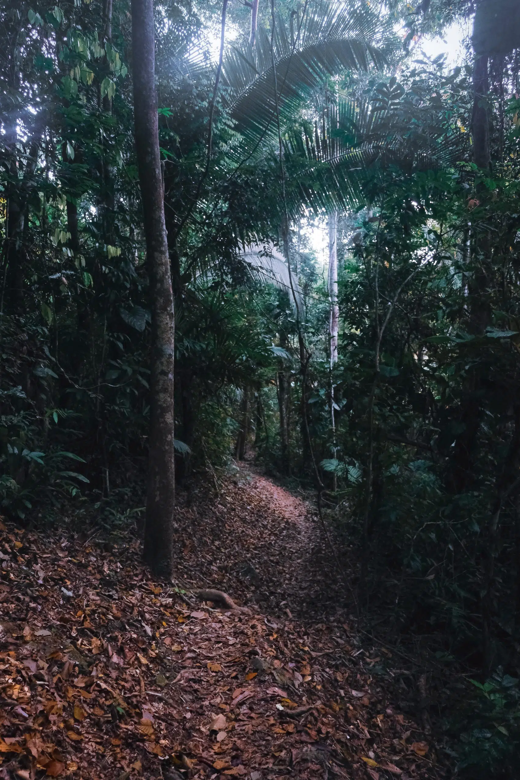 Jungle Trail