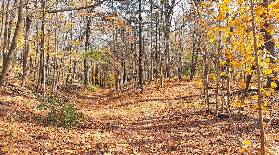 Olmsted Trail