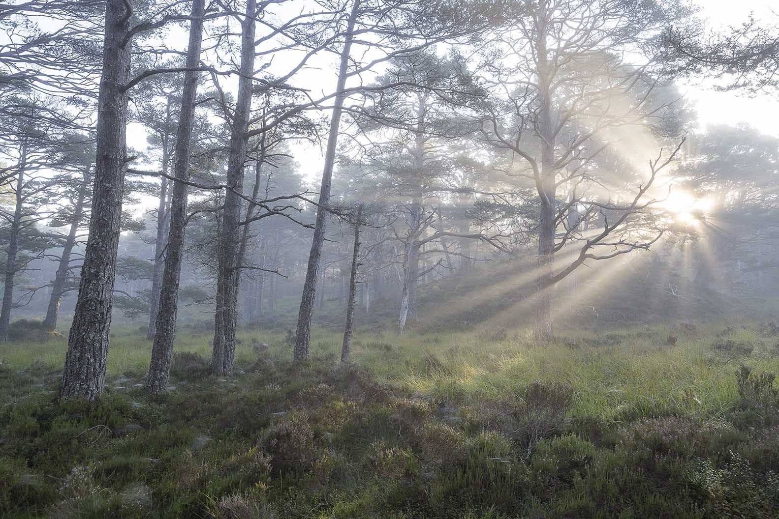 River Affric Woodlands
