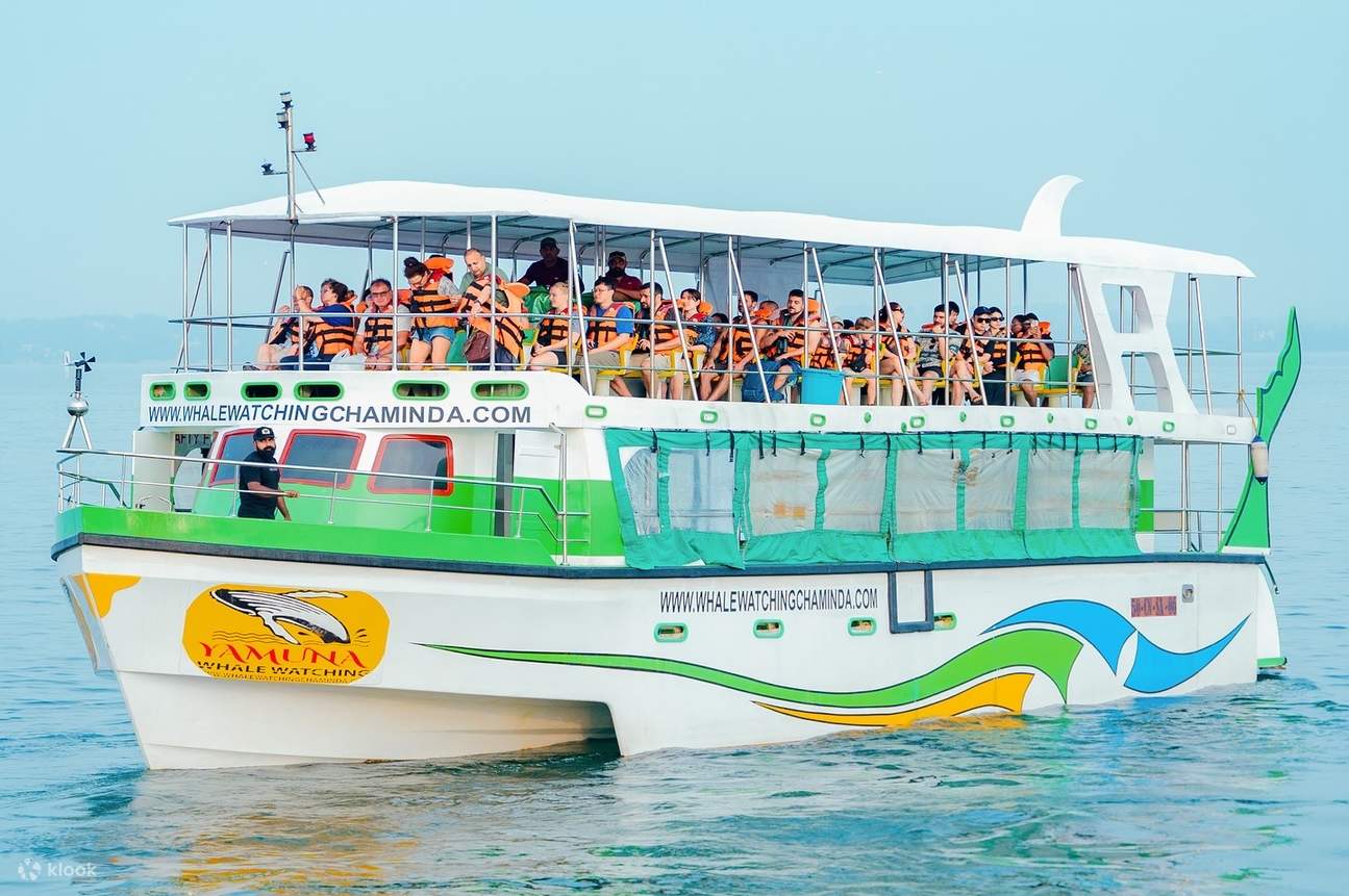 Whale Watching Mirissa