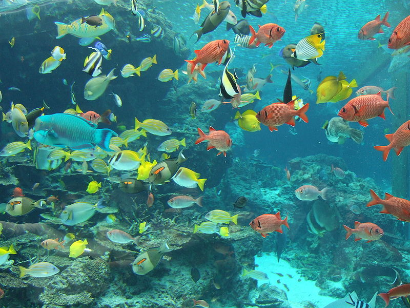 Marine Biodiversity