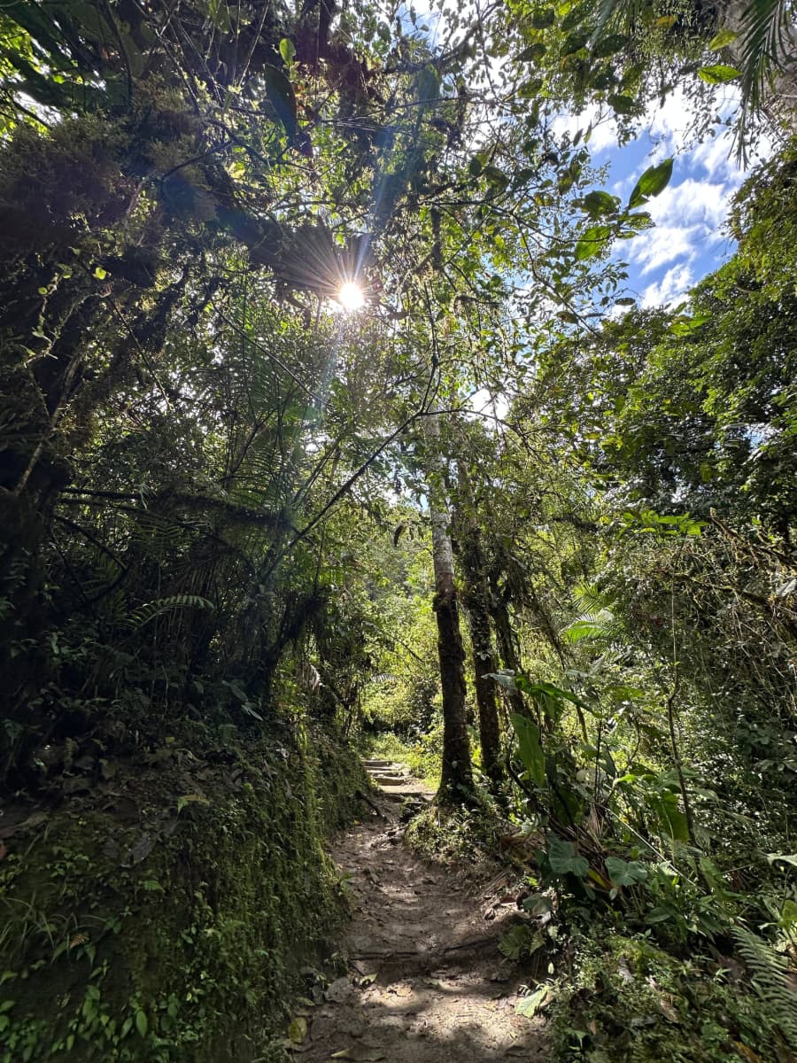 Cloud Forest Path