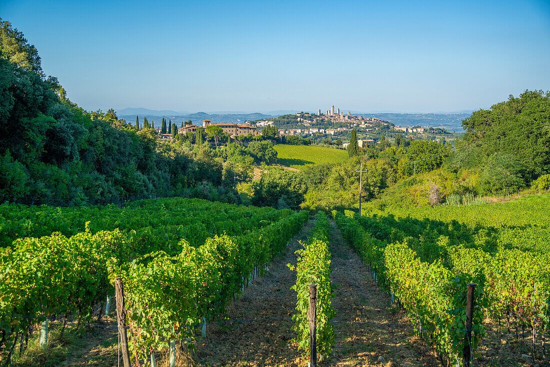 Tuscan Vineyard Border