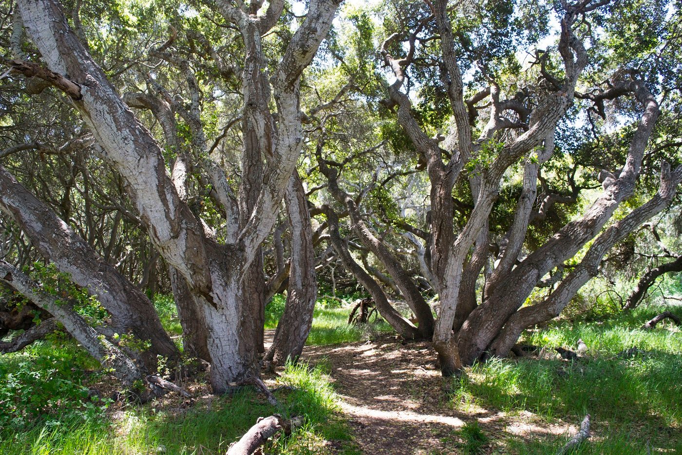 Oak Woodland Trails