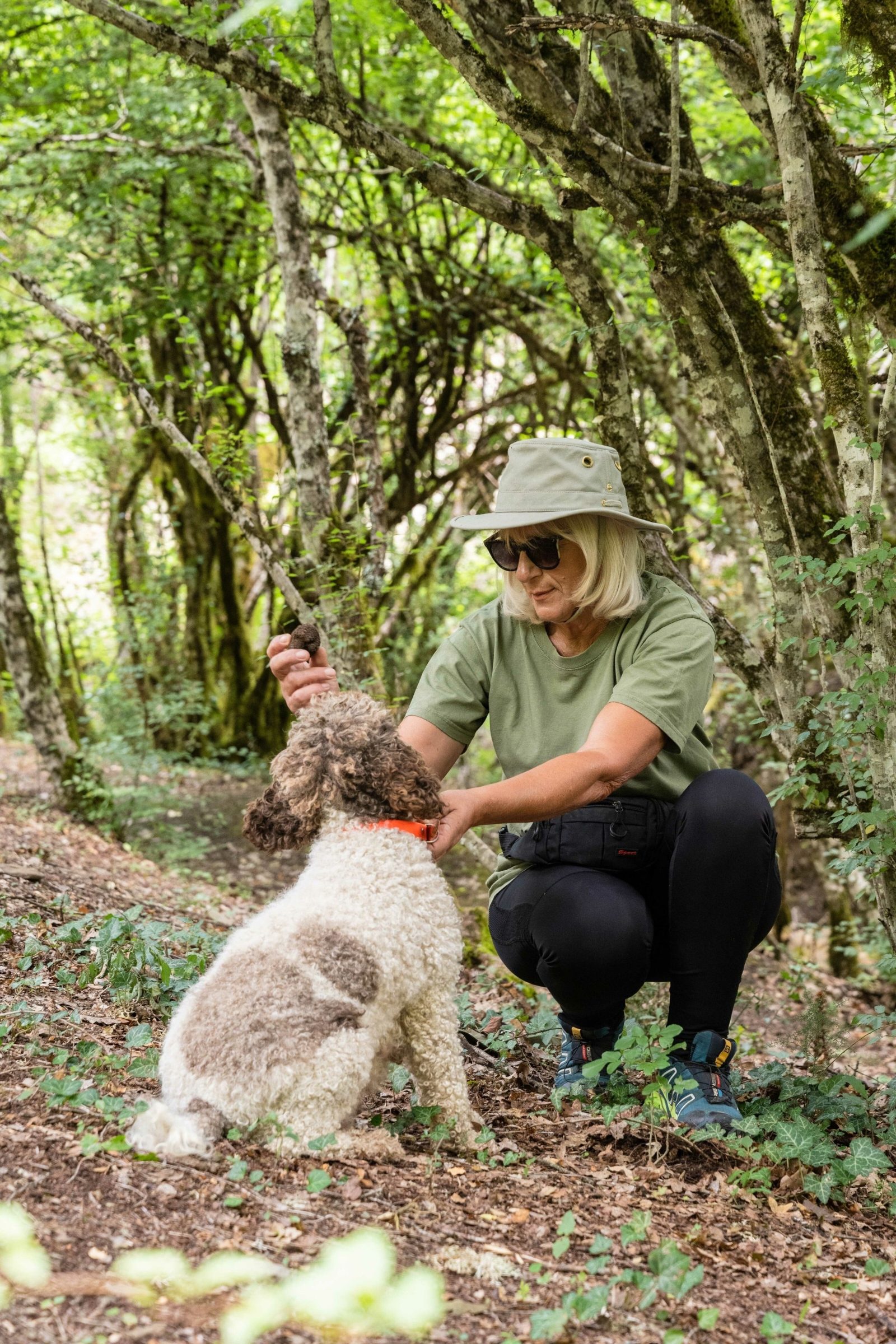 Trained Hunting Dogs