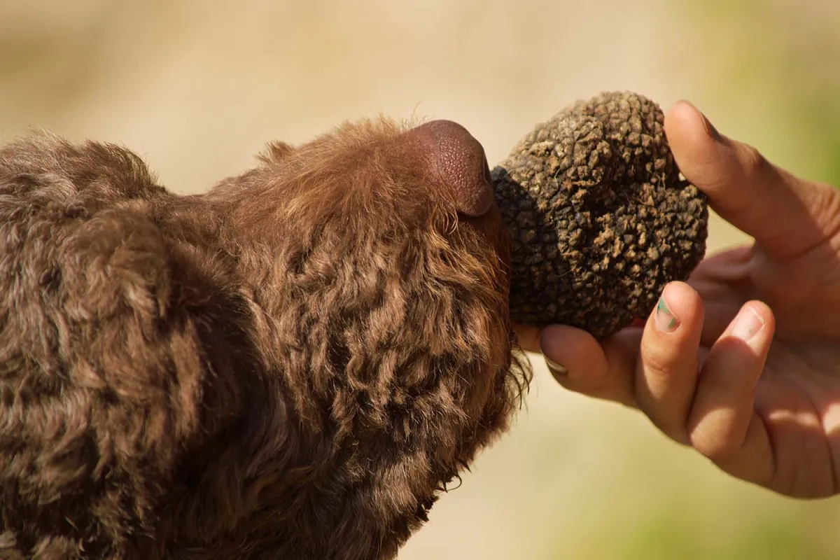 Truffle Hunting in Tuscany San Gimignano Truffle Experience