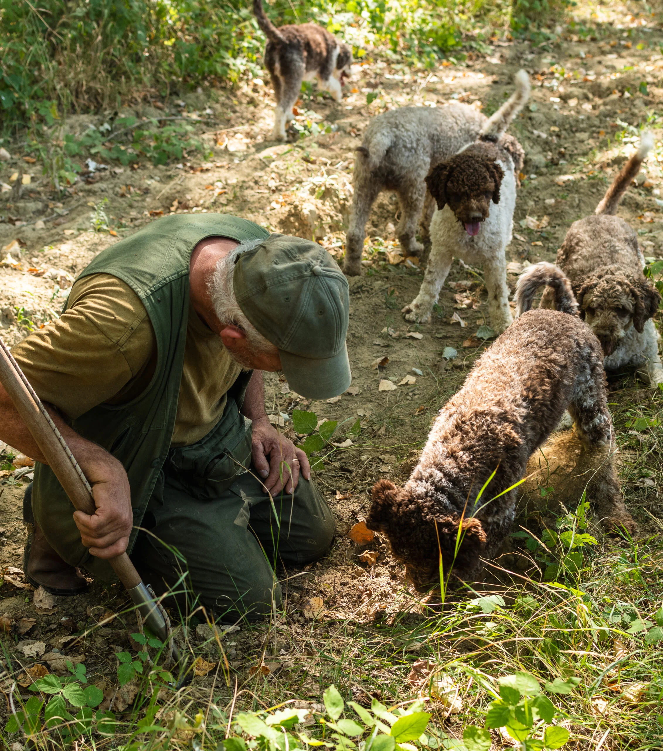 The Truffle Grove Trail
