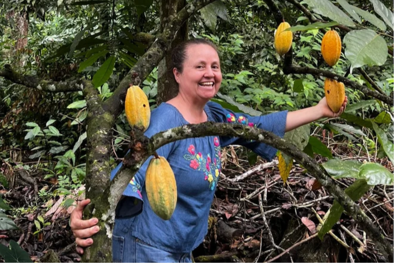 Plantation Cacao Trees