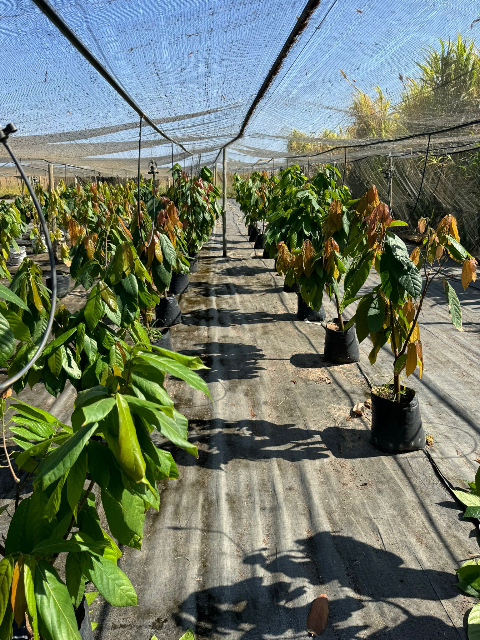 Cacao Nursery