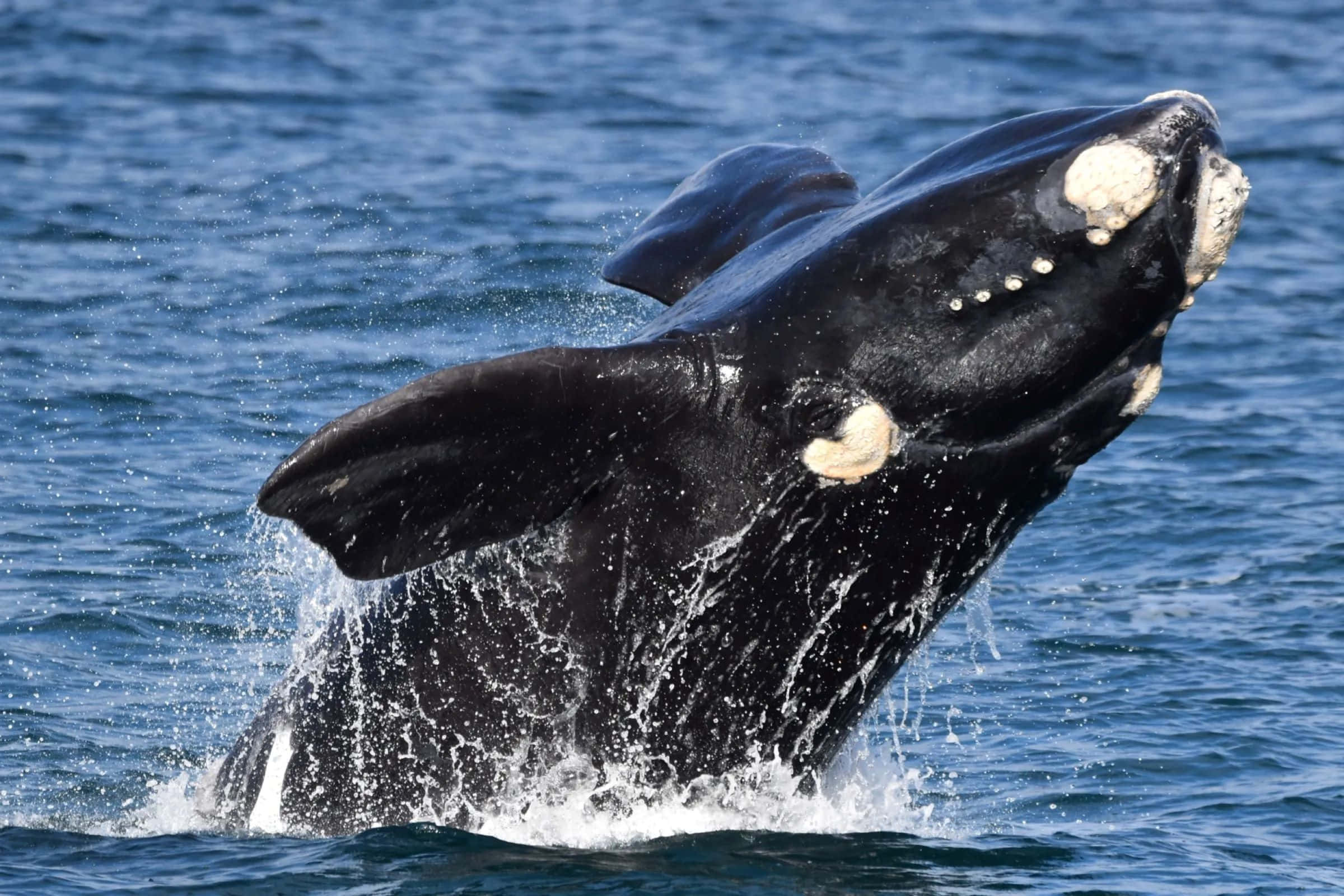 Whale Watching Hermanus Prices