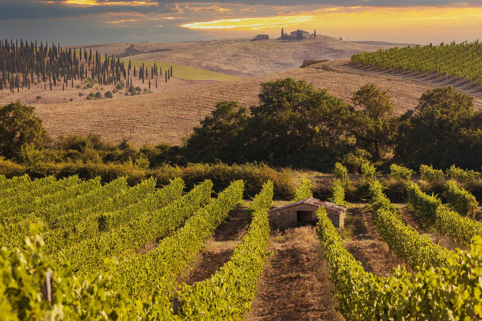Vineyard Walk