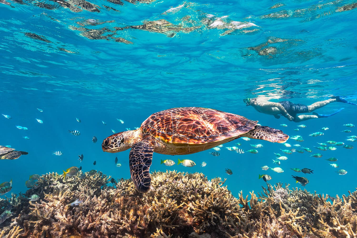 Underwater Snorkel Corridor