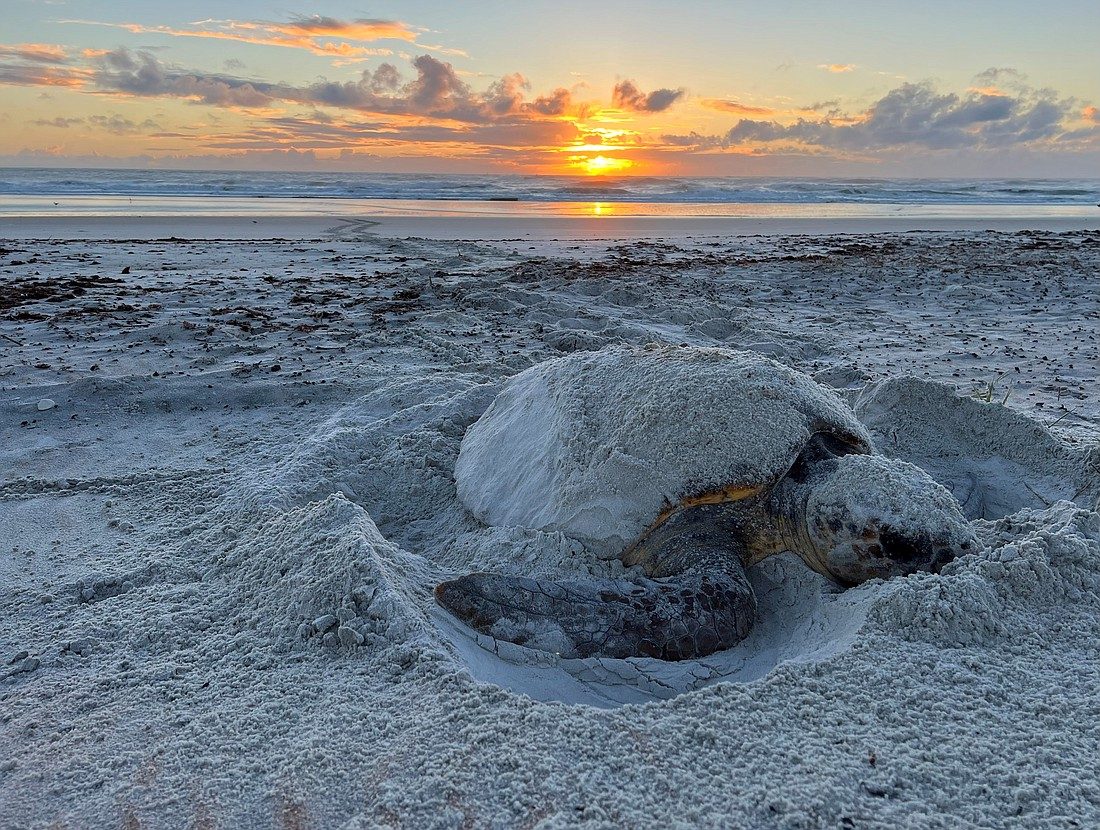 Turtle Nesting Beach