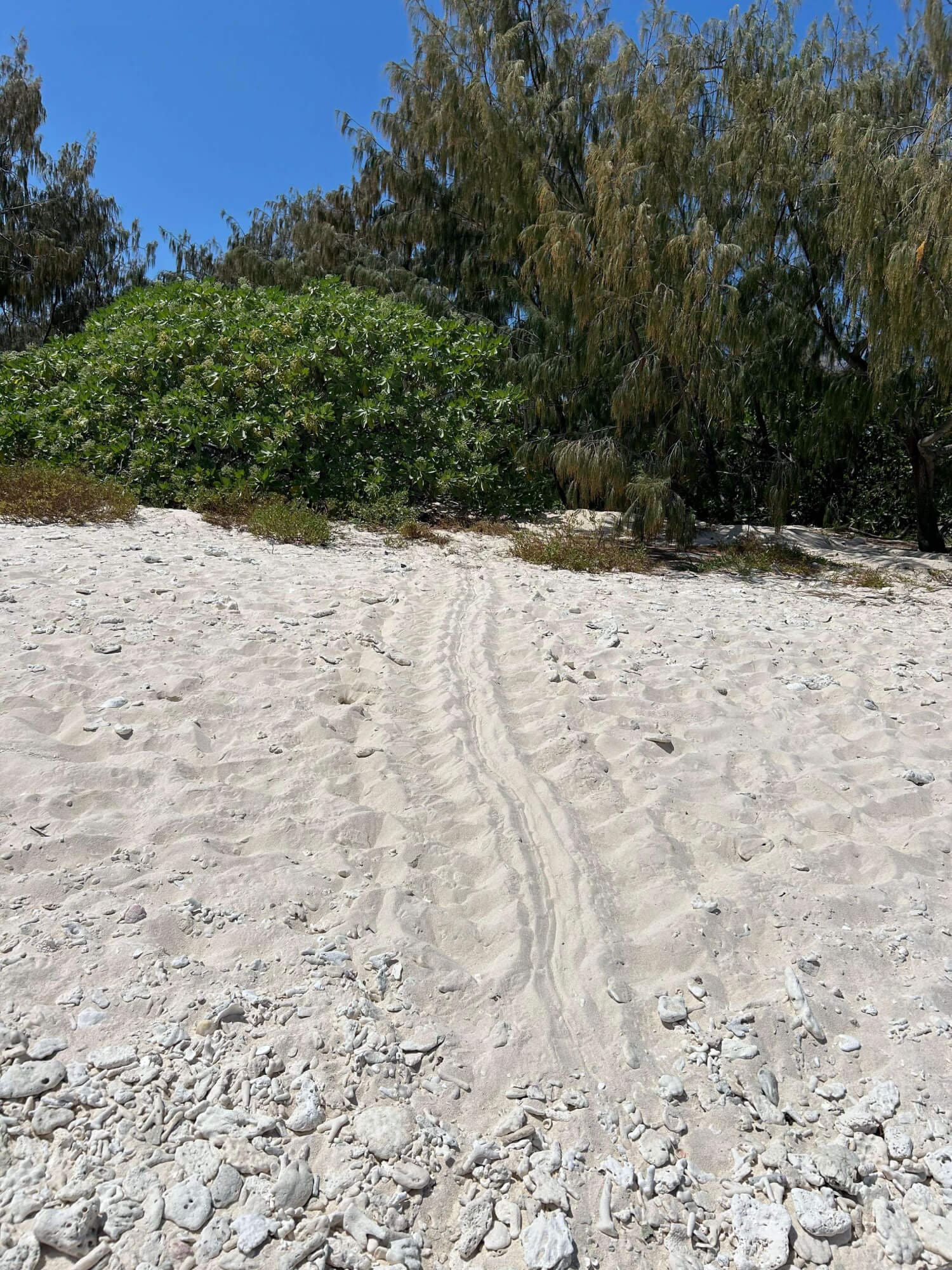 Turtle Nesting Shoreline