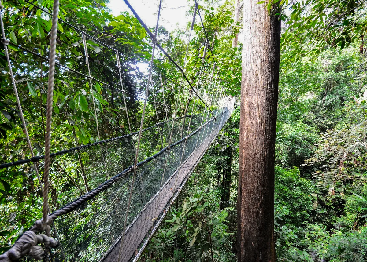 Pisonia Forest Walk