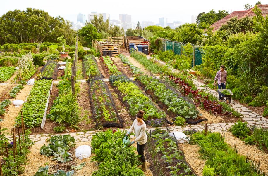 Community Garden