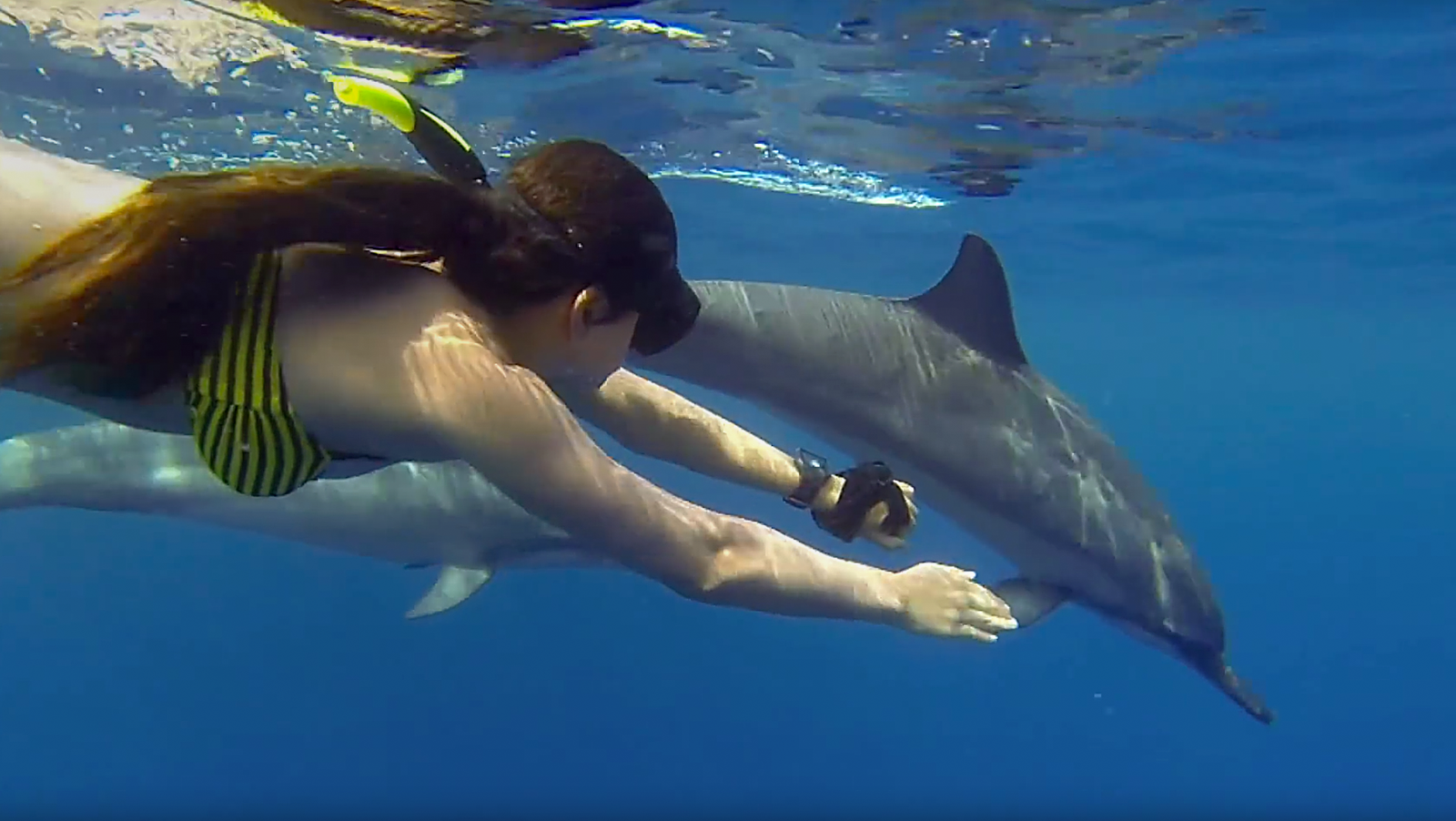 Dolphin Swim and Whale Watching Mauritius